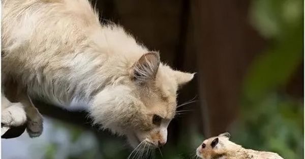 猫咪可以吃什么有营养？如何为宠物猫选择健康食物？