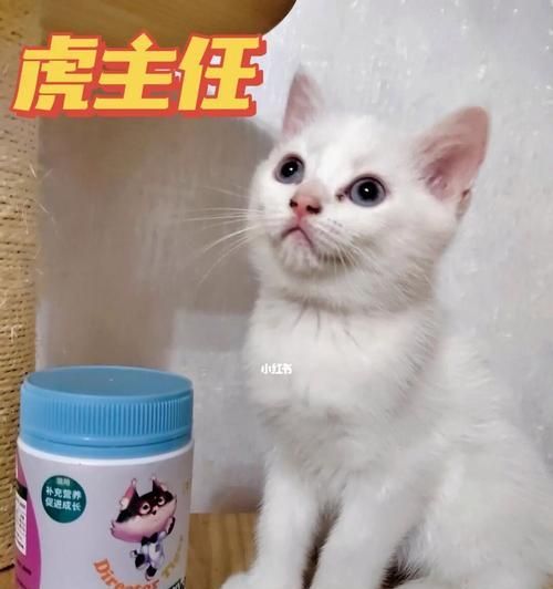 猫咪可以吃什么有营养？如何为宠物猫选择健康食物？