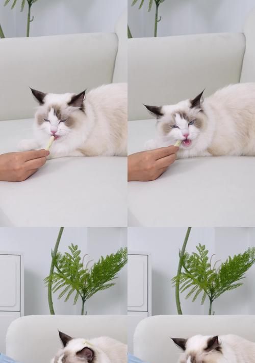猫咪的日常饮食需求（每天应喂养多少猫粮才合适？）