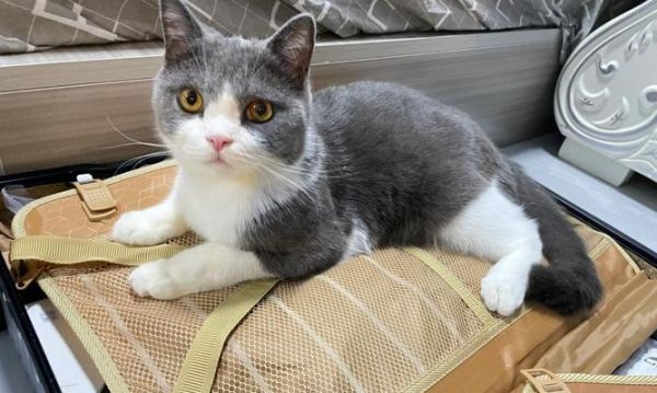 三个月小猫的饮食指南（让你的宠物健康成长）