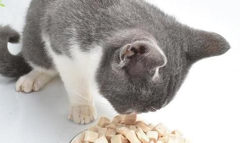 小猫可以吃鸭肉吗（探究小猫饮食中的鸭肉与其他食材的区别）