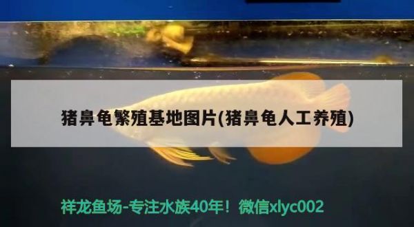 猪鼻龟繁殖基地图片(猪鼻龟人工养殖) 猪鼻龟百科