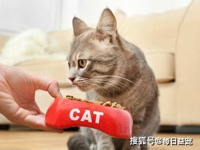 宠物最爱吃的10种美食盘点