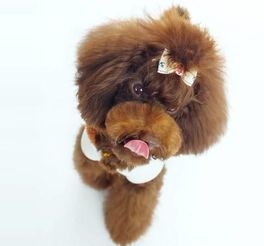 宠物咬伤处理与预防攻略