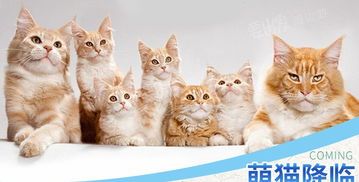 “10元无毒萌蛇，宠物新选择！”