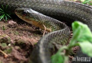 云南60斤乌梢蛇:巨型宠物蛇,珍稀罕见。