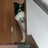 Kevin皮皮的姐姐