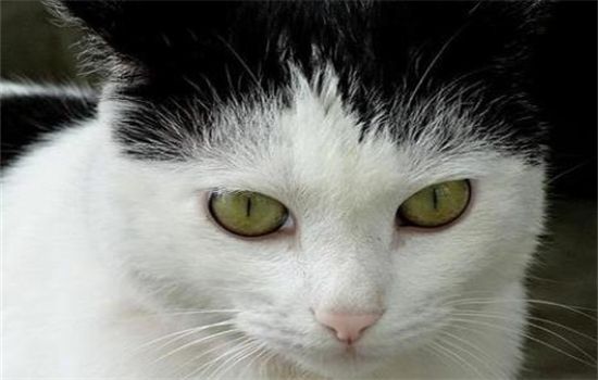 ​猫砂放小苏打危害
