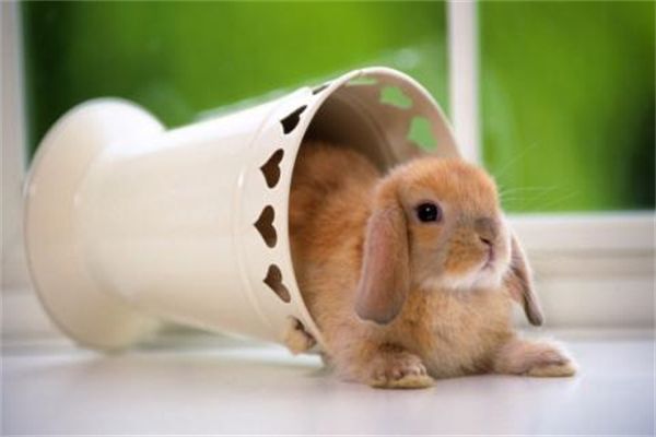 什么猫砂好用？选购猫砂攻略！