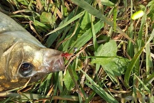 揭秘：宠物鱼的捕食秘诀，轻松喂养不再难！