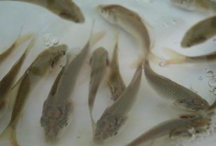 “孔雀鱼苗挑食，选对鱼食是关键！”