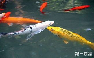 “孔雀鱼苗挑食，选对鱼食是关键！”