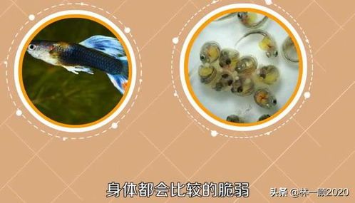 孔雀鱼喂食指南：挑选优质鱼食，打造完美鱼缸生态