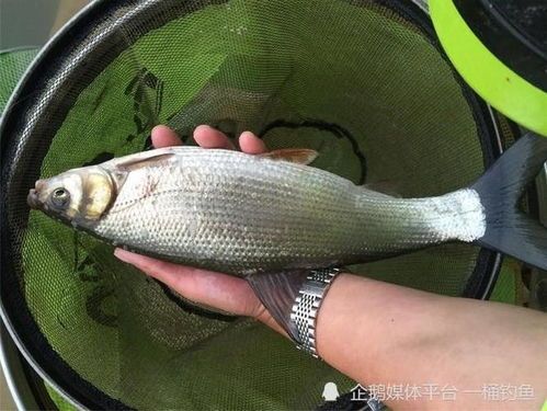 夏季宠物鱼食指南:精选食材助夏日清凉!