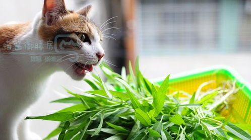 夏季宠物鱼食指南:精选食材助夏日清凉!