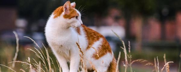 小猫刚出生会叫吗 刚出生的小猫叫不出来了怎么办