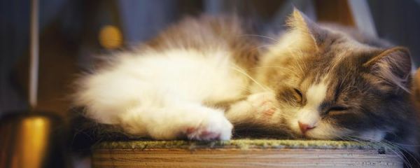 怎么判断刚出生的小猫死没死