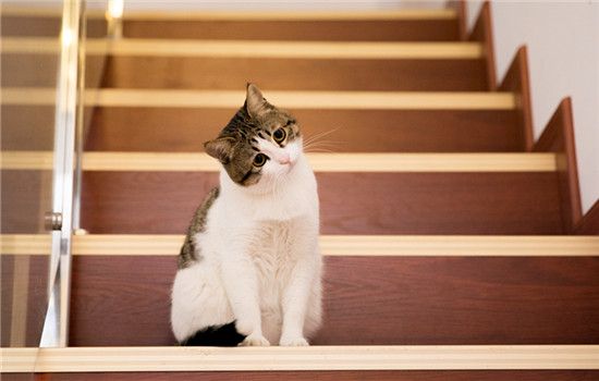 刚出生的小猫可以洗澡吗