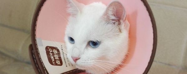 猫咪嘴巴周围脱毛 皮肤病的表现啊!