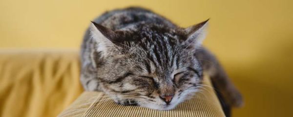 猫咪食欲下降但很精神 猫咪没有食欲怎么办