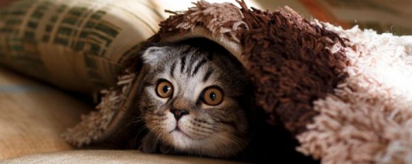笼养的猫咪是不是性格会很差 笼养的猫咪性格