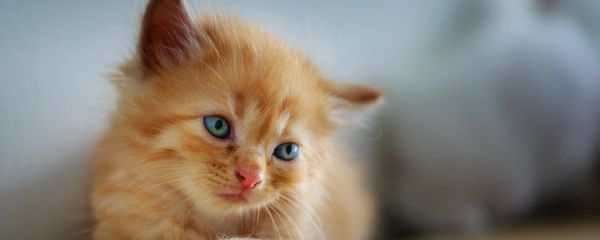 猫咪嗓子哑了怎么办 主人必知的处理办法