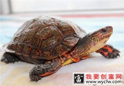 洪都拉斯木纹龟的护理要点