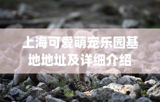 上海可爱萌宠乐园基地地址及详细介绍