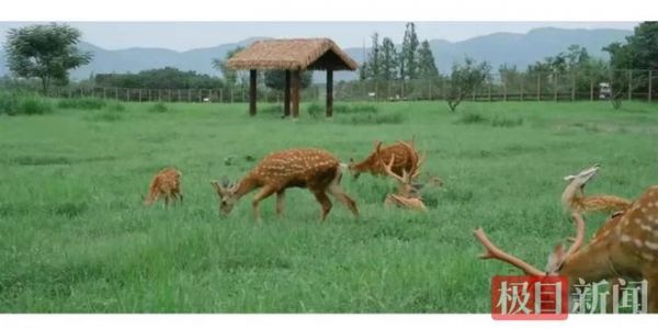 萌宠乐园宠物基地西安，一个充满欢乐与爱的地方