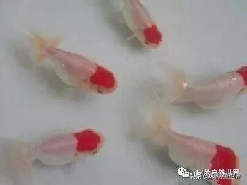 观赏鱼爱好者说养鱼，令人感动的心路历程