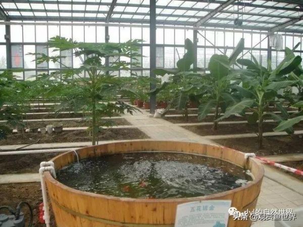观赏鱼爱好者说养鱼，令人感动的心路历程