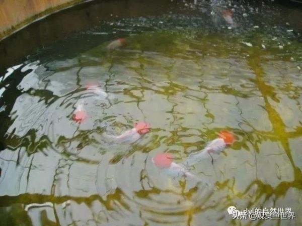 观赏鱼爱好者说养鱼，令人感动的心路历程