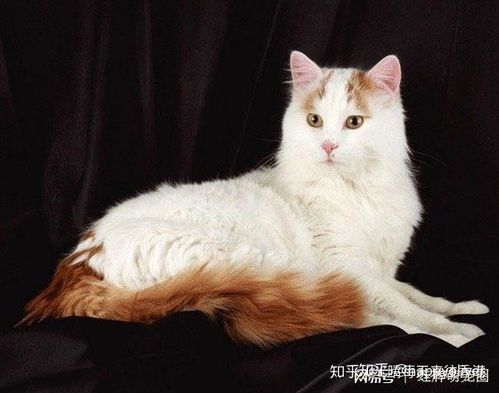 土耳其梵猫宜食猫粮及适量肉类