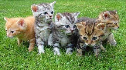 土耳其梵猫宜食猫粮及适量肉类