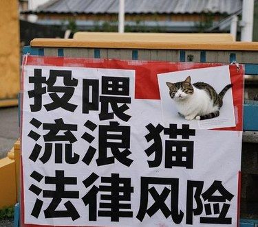 流浪猫喂出事了！被小区大妈举报罚款2000