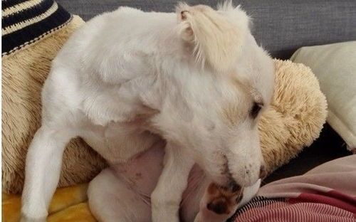 狗狗舔伤后，宠物主人需及时带宠物就医。