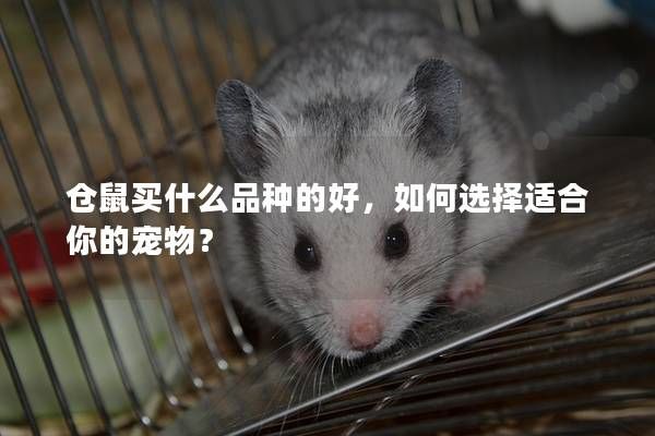 仓鼠买什么品种的好，如何选择适合你的宠物？