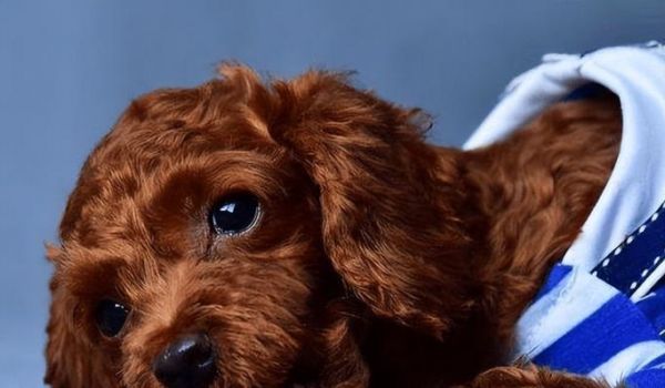 泰迪犬常见疾病与防治（关爱宠物，做好预防措施）