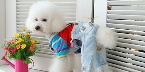 泰迪犬常见疾病与防治（关爱宠物，做好预防措施）
