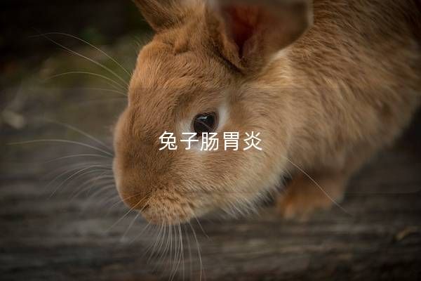 兔子肠胃炎