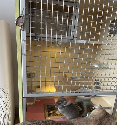龙猫饲养指南（方法、注意点与）