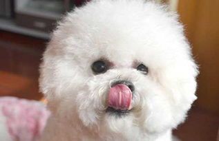 比熊犬忌食清单,宠物主人必看!