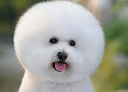 比熊犬忌食清单,宠物主人必看!