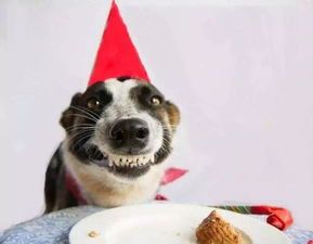 “狗狗美食清单：六款健康美味菜式推荐！”