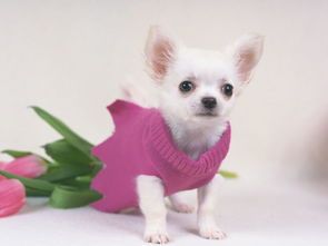 “宠物犬瘟,营养食谱大公开!”