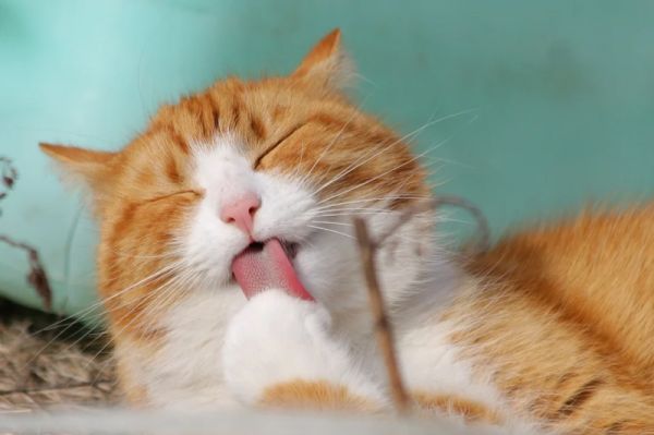 猫咪玩具有哪些值得推荐（猫玩不厌的玩具）