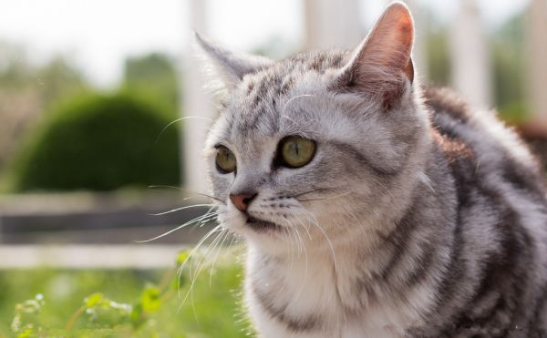 猫咪玩具千千万，都逃不过这三种！2