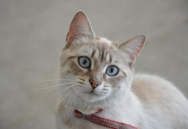 猫咪玩具千千万，都逃不过这三种！7