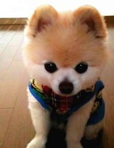 宠物用品选哪家？兔犬品种一网打尽！
