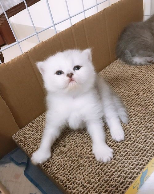 长毛银点，可爱宠物猫品种。